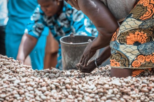 Dakar, Senegal.- Africans work on cashew crops amid the coronavirus pandemic on September 23, 2020. The president of the African Development Bank (AfDB), Mr. Akinwunmi Adesina, said that Africa has lost a decade of economic growth due to the economic impact of the coronavirus pandemic. He also noted that the multilateral bank has launched programs to cope with the economic recession.