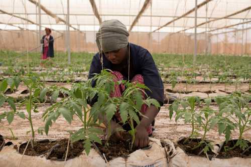 Fone Coulibaly ties up tomato plants in one of Amadou Sidibe's greenhouses in Katibougou, Mali, February 12, 2020. Picture taken February 12, 2020. REUTERS/Annie Risemberg