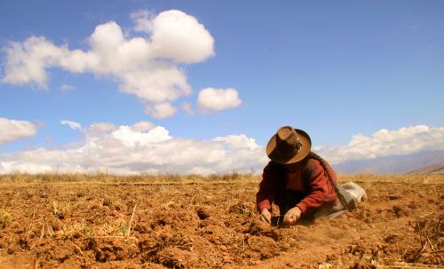 Traditional Potatoe harvest in the Andes of Peru