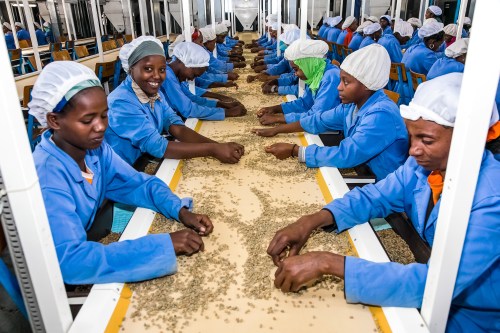 Addis Ababa, Ethiopia - January 30 2014: Raw Coffee Bean sorting and processing in a factory