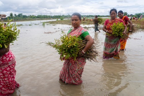 Women carries mangrove saplings for plantation in the riverside in the Sundarbans. (Photo by Sudip Maiti/Pacific Press/Sipa USA)No Use Germany.