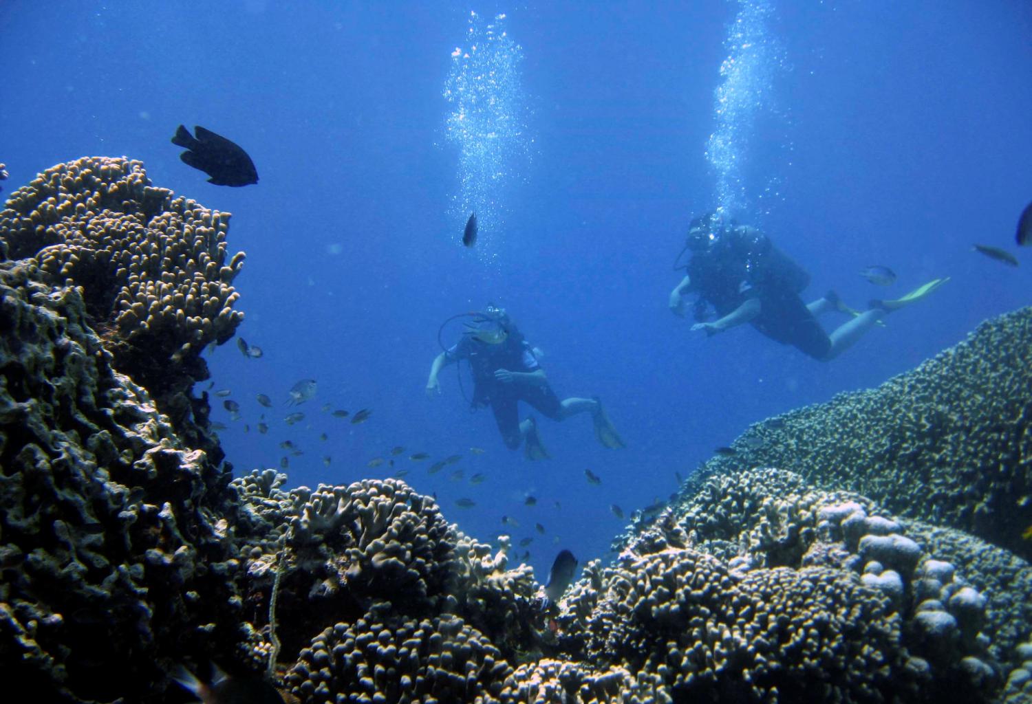 FILE PHOTO: Scuba divers swim past fish along a coral reef off the west coast of Zanzibar island, Tanzania, December 4, 2007. REUTERS/Finbarr O'Reilly (TANZANIA)/File Photo