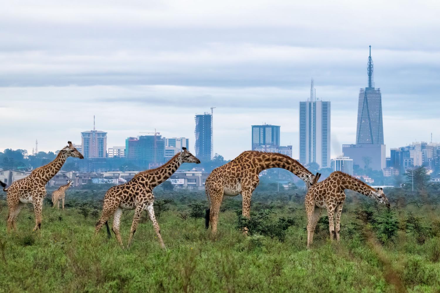 Suhaib Alvi took this amazing picture of giraffe at Nairobi National Park in Kenya. The 24-year-old says of his photograph, which was taken about 7 km south of the capital city: “My aim of the photo was to make the giraffes look as tall as the buildings in Nairobi which is why I have captioned this photo ‘The Towers of Nairobi’. Suhaib has just completed his undergraduate degree at Coventry University in the UK, studying Mechanical Engineering. He says: “I am also the youngest person hosting photographic safaris in Kenya.” Where: Nairobi, Kenya When: 06 May 2017 Credit: Suhaib Alvi (Cover Images) **Editorial Use Only**