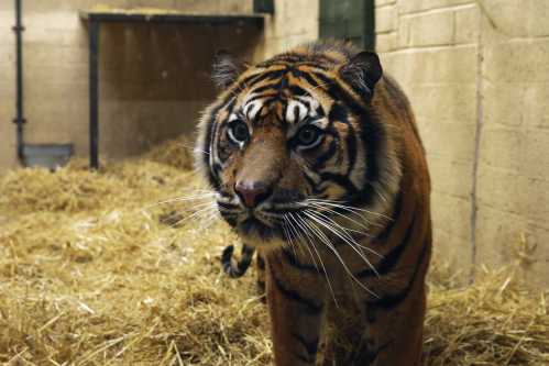 The Royal Zoological Society of Scotland (RZSS) has welcomed the arrival of a critically endangered male Sumatran tiger at Edinburgh Zoo. Staff at the wildlife conservation charity say they hope the zoo’s current female tiger Dharma and the new arrival Lucu will breed in the future. Darren McGarry, head of living collections at RZSS, said, “We are very excited to welcome Lucu into our care and for visitors to meet him soon. “It will take a couple of days for him to settle in and explore his new home, and we will slowly begin introductions with Dharma in the months to come.” Four-year-old Lucu was born at Paignton Zoo, Devon, in 2016. Darren added, “Sumatran tigers are critically endangered in the wild and any cubs Lucu and Dharma raise would be a potentially important contribution to the future of the species, which is at risk of extinction due to extensive habitat loss and poaching.” Lucky visitors may be able to spot Lucu in his indoor area over the weekend at Edinburgh Zoo’s Tiger Tracks.Where: Edinburgh, Scotland, United KingdomWhen: 06 Nov 2020Credit: RZSS/Cover Images**Editorial use only**
