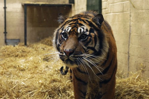 The Royal Zoological Society of Scotland (RZSS) has welcomed the arrival of a critically endangered male Sumatran tiger at Edinburgh Zoo. Staff at the wildlife conservation charity say they hope the zoo’s current female tiger Dharma and the new arrival Lucu will breed in the future. Darren McGarry, head of living collections at RZSS, said, “We are very excited to welcome Lucu into our care and for visitors to meet him soon. “It will take a couple of days for him to settle in and explore his new home, and we will slowly begin introductions with Dharma in the months to come.” Four-year-old Lucu was born at Paignton Zoo, Devon, in 2016. Darren added, “Sumatran tigers are critically endangered in the wild and any cubs Lucu and Dharma raise would be a potentially important contribution to the future of the species, which is at risk of extinction due to extensive habitat loss and poaching.” Lucky visitors may be able to spot Lucu in his indoor area over the weekend at Edinburgh Zoo’s Tiger Tracks.Where: Edinburgh, Scotland, United KingdomWhen: 06 Nov 2020Credit: RZSS/Cover Images**Editorial use only**