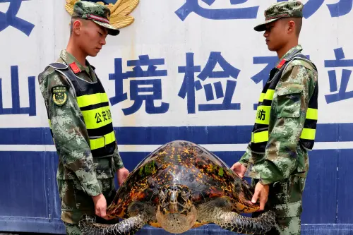 Coast guards carry two specimens of smuggled hawksbill sea turtle (Eretmochelys imbricata) in Fangchenggang city, south China's Guangxi Zhuang Autonomous Region, China, 28 June 2017.Guards seized 11 bags of crocodile skins and two specimens of hawksbill sea turtle (Eretmochelys imbricata) in Fangchenggang city, south China's Guangxi Zhuang Autonomous Region, China, 28 June 2017. Crocodile skin is the upmarket of consumer goods because of its small quantities and luxurious quality. The smuggling of alligator skins is emerging as the high-end leather market flourishes.No Use China. No Use France.
