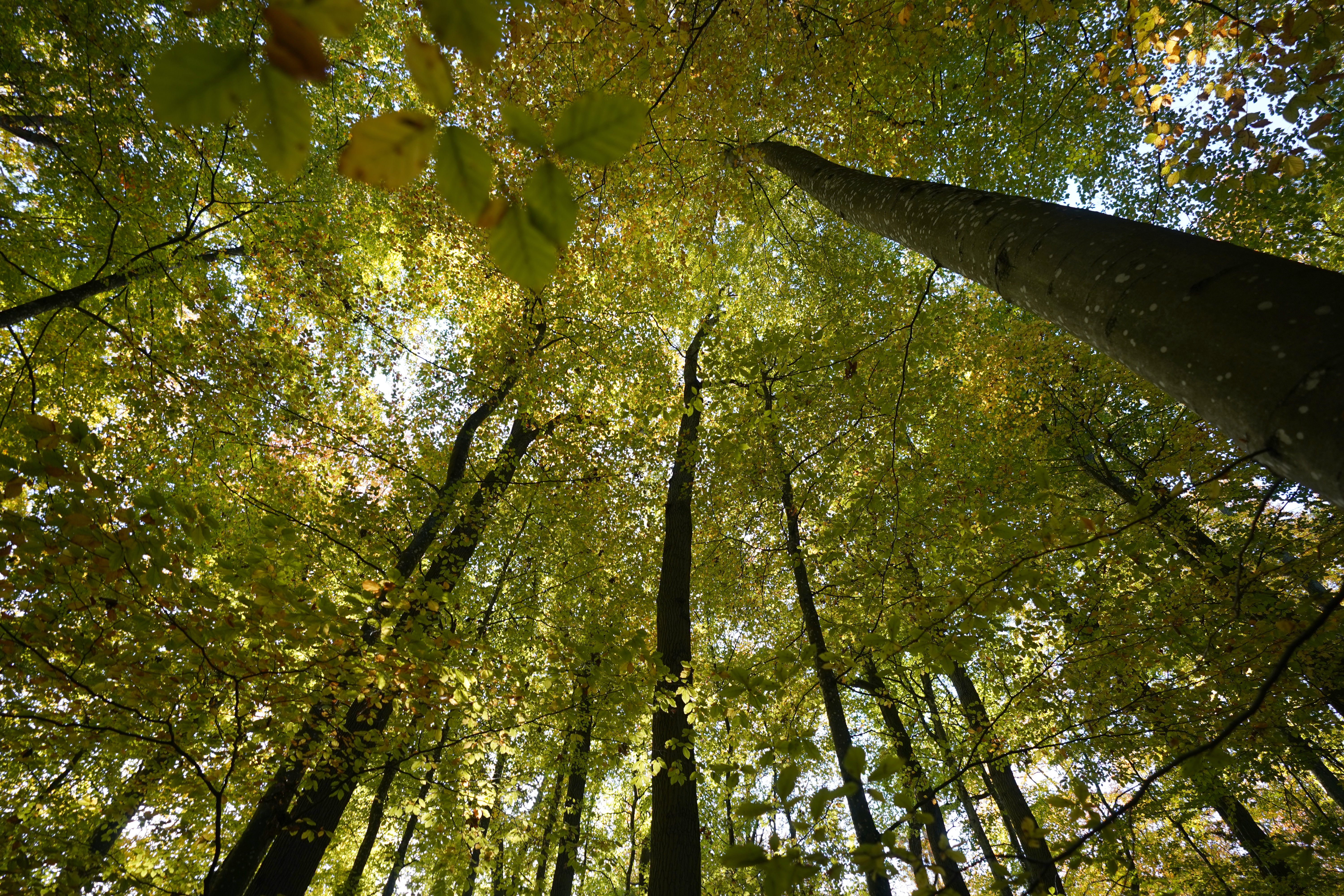 Beech and oak trees grow in the city forest. For around 30 years, the trees in Lübeck's city forest have been allowed to grow as they please. Foresters only rarely intervene in the forest ecosystem. (to dpa-KORR.: "Lübeck forest concept should save forests and climate")