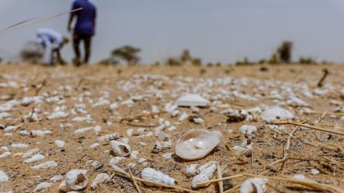 Shells are pictured in the dry bed of the evaporated Lake Faguibine, in Mbouna, northern Mali May 29, 2021. Picture taken May 29, 2021. Birom Seck-ICRC/Handout via REUTERS  THIS IMAGE HAS BEEN SUPPLIED BY A THIRD PARTY. NO RESALES. NO ARCHIVES.