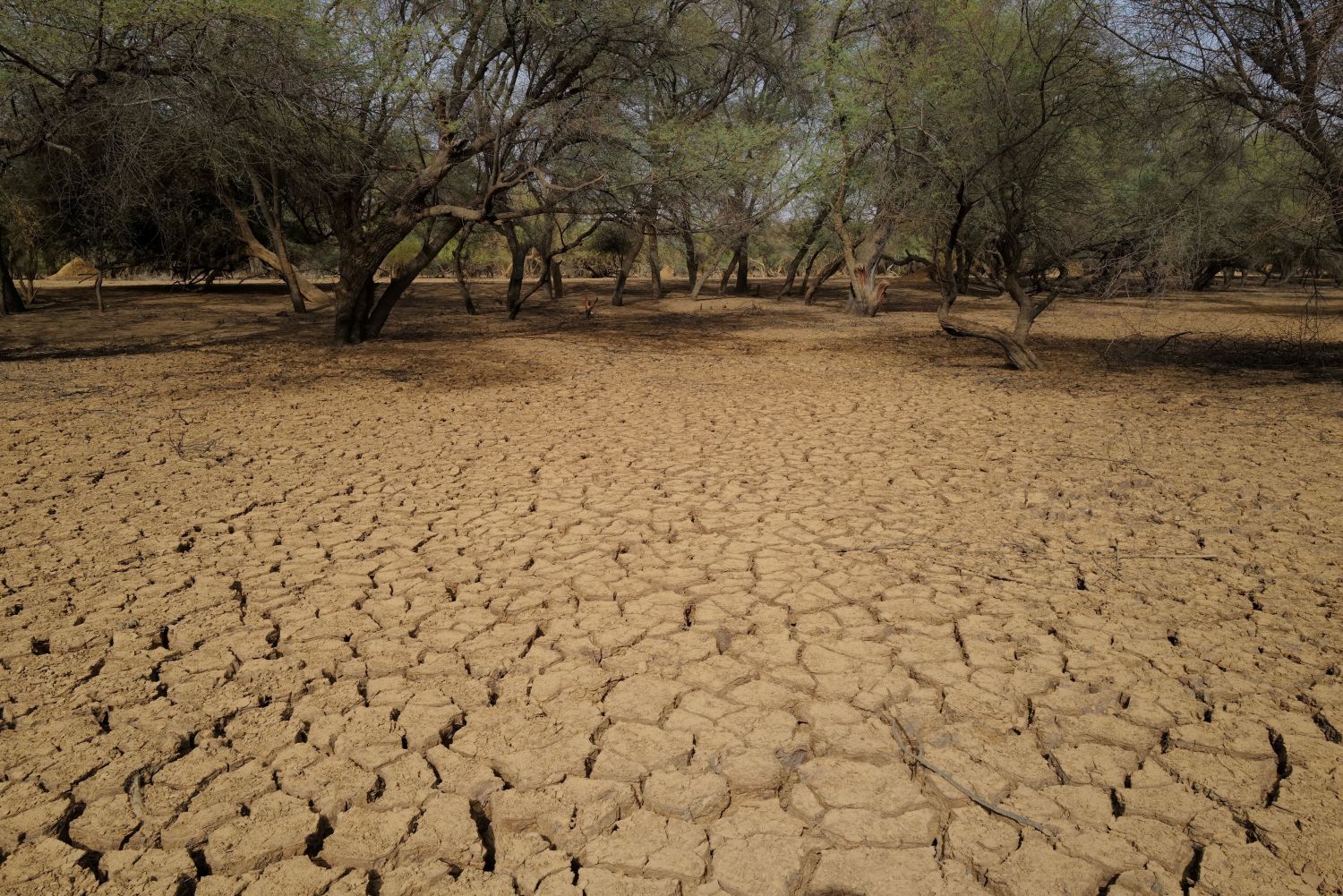 Dry earth is pictured in a field, in an area that is part of the Great Green Wall of the Sahara and the Sahel, on the outskirts of Walalde department, in Senegal, July 11, 2021. The Green Wall initiative was launched in 2007 with aims to slow desertification across Africa's Sahel region, the arid belt south of the Sahara Desert, by planting a line of trees from Senegal to Djibouti. REUTERS/Zohra Bensemra SEARCH "BENSEMRA REFORESTATION" FOR THIS STORY. SEARCH "WIDER IMAGE" FOR ALL STORIES
