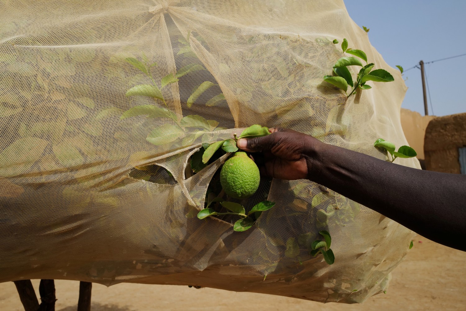 Simbe Gue Soro Ndiouk, 60, stands beside his lemon tree, that he covers to protect it from wind, dust and animals in an area that is part of the Great Green Wall of the Sahara and the Sahel, in Walalde department of Podor, Senegal, July 11, 2021. REUTERS/Zohra Bensemra     SEARCH "BENSEMRA REFORESTATION" FOR THIS STORY. SEARCH "WIDER IMAGE" FOR ALL STORIES     TPX IMAGES OF THE DAY