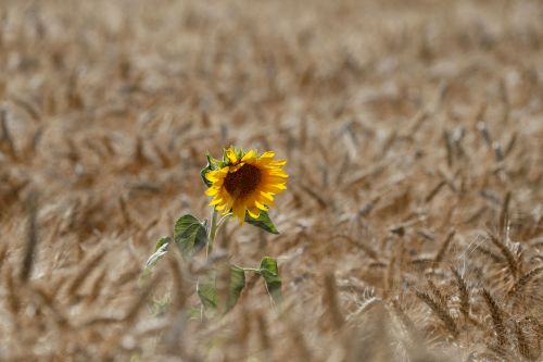 FILE PHOTO: A sunflower is seen on a wheat field near the village of Zhovtneve, Ukraine, July 14, 2016.  REUTERS/Valentyn Ogirenko//File Photo