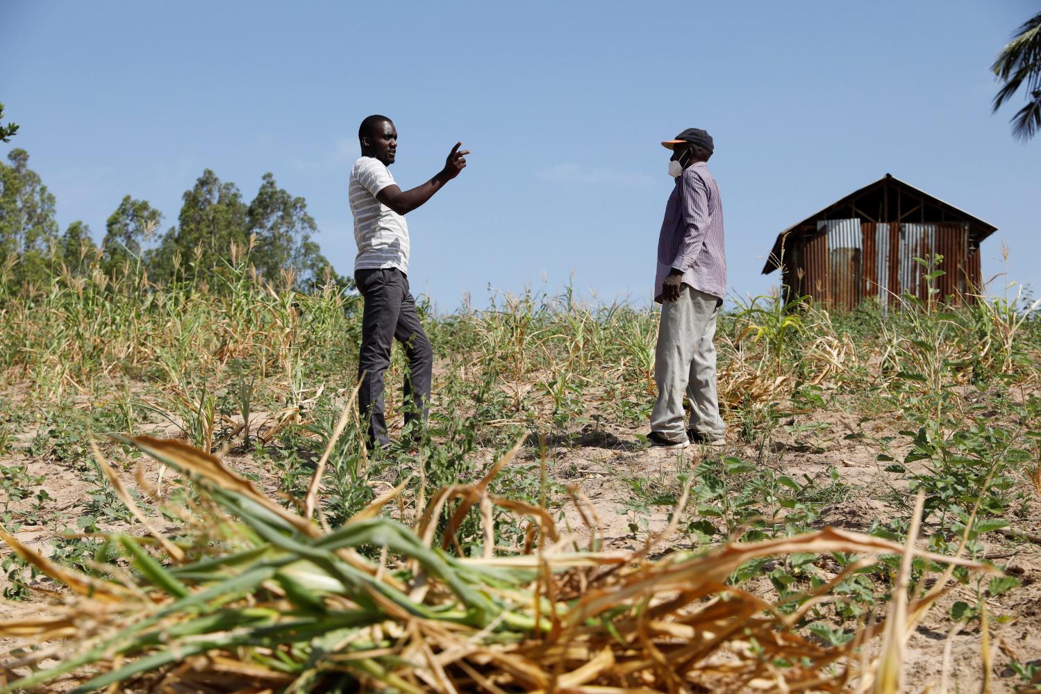 Famine Early Warning System Network in Africa (FEWS NET) scientist Chris Shitote talks to farmer Bernard Mbithi after he uprooted his maize field that failed because of a drought in Kilifi county, Kenya, February 16, 2022. Picture taken February 16, 2022. REUTERS/Baz Ratner