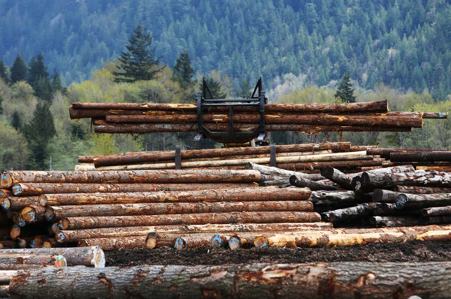 Piles of logs at pictured at Sqomish Forestry LP in Squamish, British Columbia, Canada April 25, 2017.  REUTERS/Ben Nelms