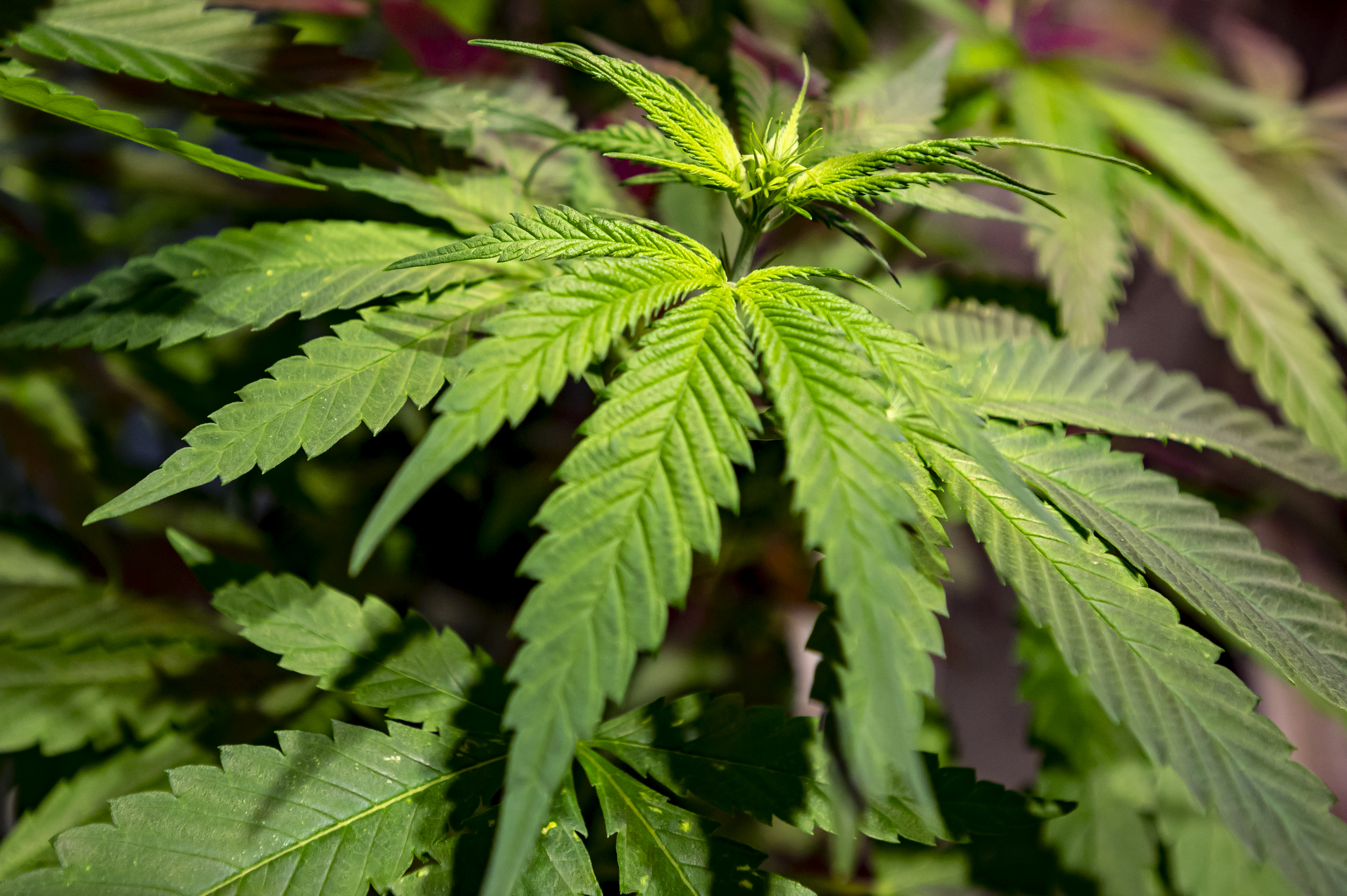 A plant of the industrial hemp variety Futura 75 stands in the Hemp Museum in Berlin. The traffic light parties want to legalize cannabis for consumption. Soon, hemp could be sold freely in licensed shops.