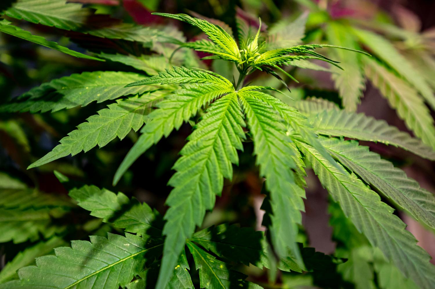 A plant of the industrial hemp variety Futura 75 stands in the Hemp Museum in Berlin. The traffic light parties want to legalize cannabis for consumption. Soon, hemp could be sold freely in licensed shops.