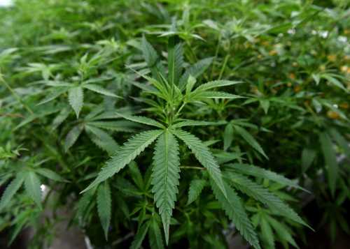 The cannabis industry is using tactics to lure young users that alcohol and tobacco companies used in decades past. (Brad Horrigan/Hartford Courant/TNS/ABACAPRESS.COM - NO FILM, NO VIDEO, NO TV, NO DOCUMENTARYNo Use NC WEB BL LN   NEW HAVEN.