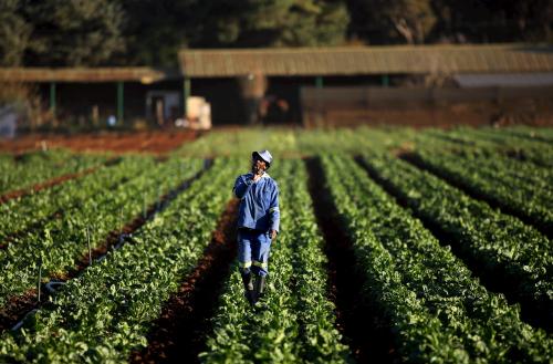 A farm worker gestures as he walks between rows of vegetables at a farm in Eikenhof, south of Johannesburg May 13, 2015. Southern Africa faces possible food shortages over the next few months due to a severe drought in the 'maize belt' of South Africa, where a lack of rain had caused crop failure rates of over 50 percent, the World Food Programme (WFP) said on Monday. In South Africa, the WFP said maize production was estimated to have dropped by a third compared with last year, putting it on track for a harvest of 9.665 million tonnes, its worst in eight years. REUTERS/Siphiwe Sibeko