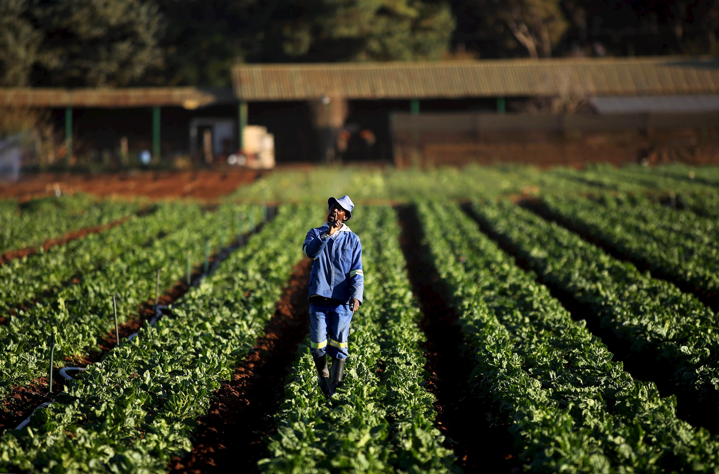 Can the digital revolution transform agriculture? Brookings