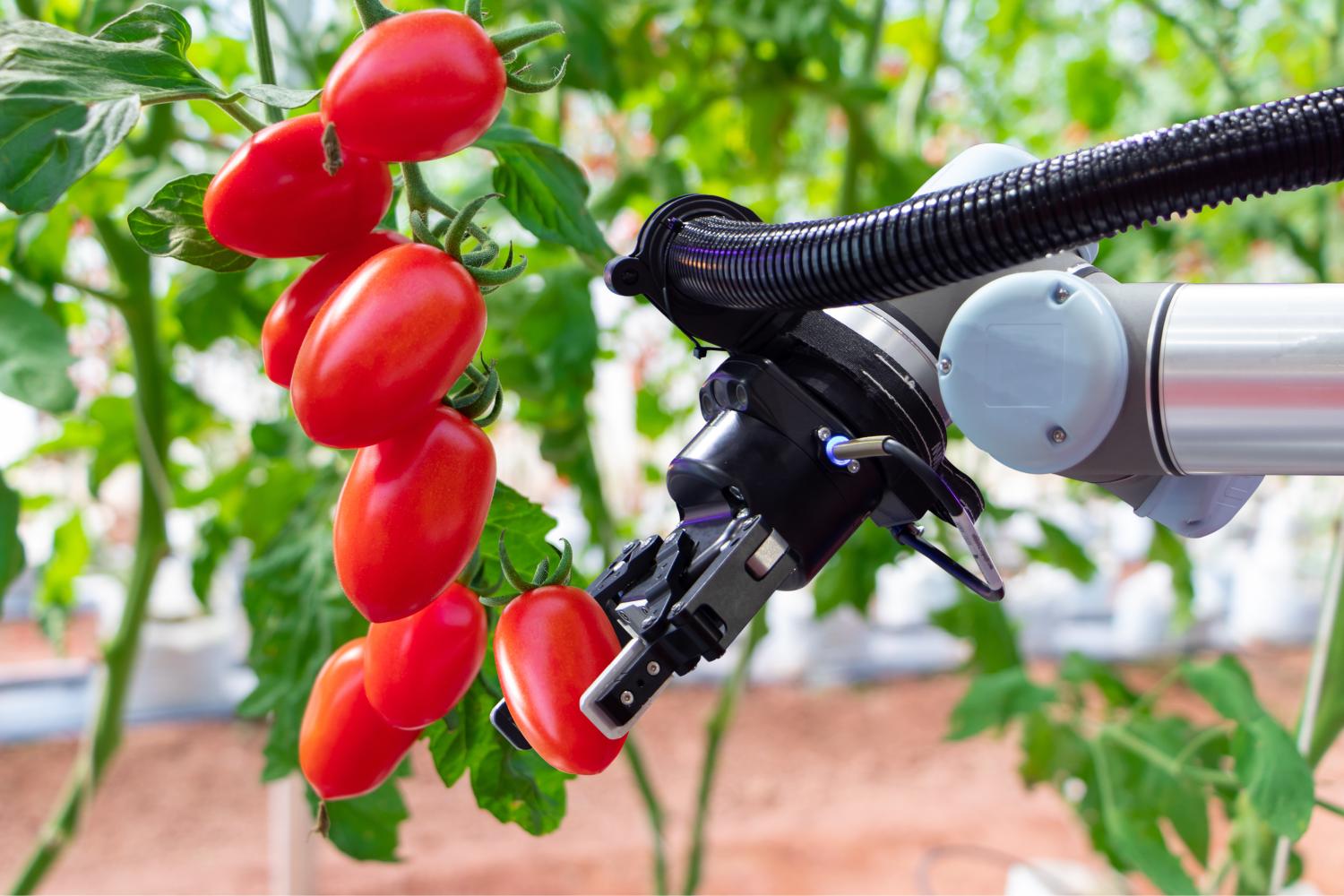 Robot picking tomatoes