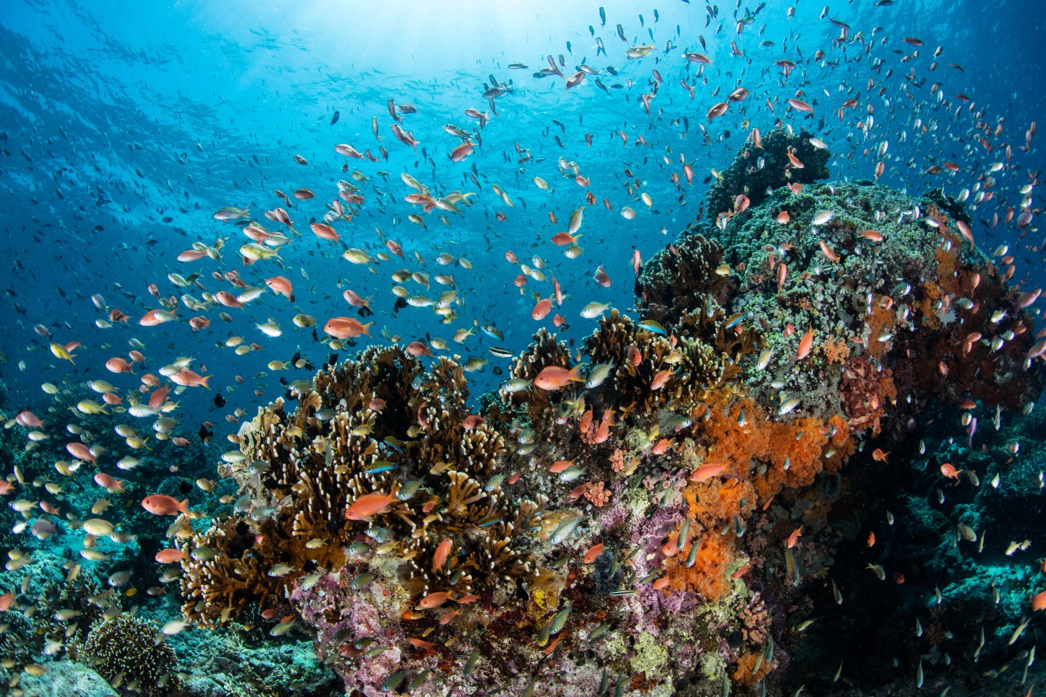 vibrant coral reef with various species of fish and sea creatures