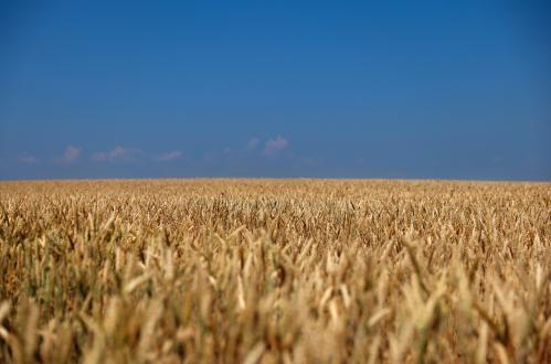 A wheat field under the blue sky is pictured in the suburb of Kyiv, Ukraine on June 29, 2022.　( The Yomiuri Shimbun )