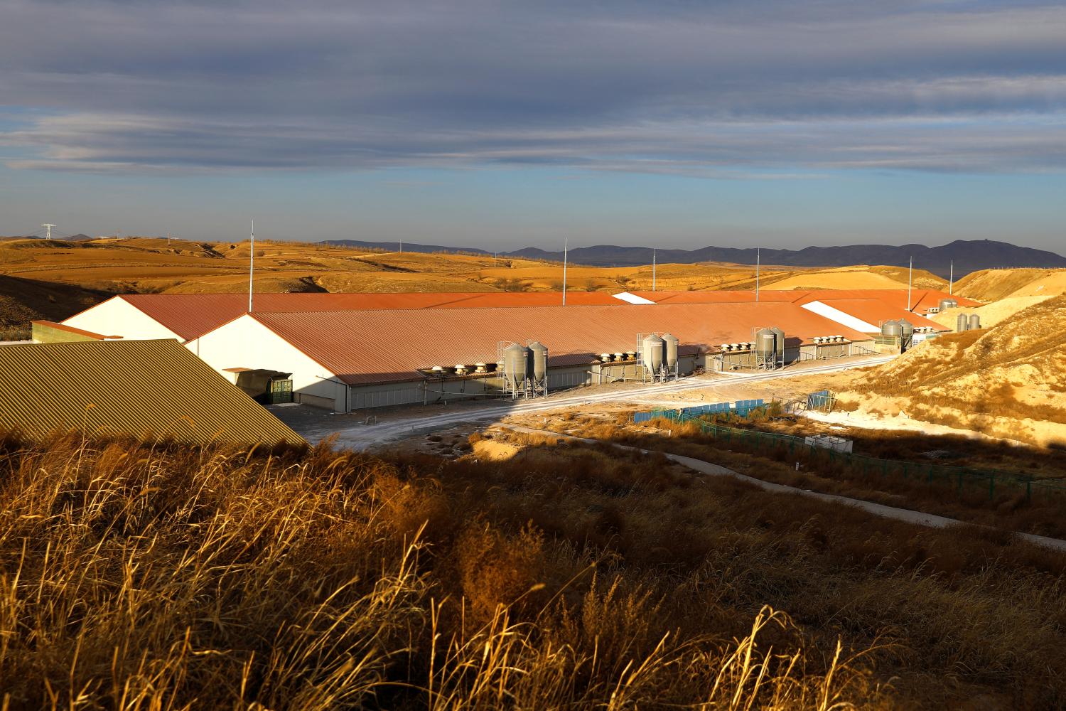 Sow barns are pictured at a breeding farm of Best Genetics Group (BGG), a Chinese pig breeding company in Chifeng, Inner Mongolia Autonomous Region, China February 26, 2022. Picture taken February 26, 2022. REUTERS/Tingshu Wang