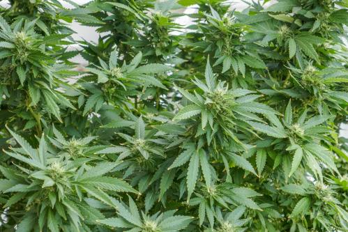 Saint Julian's, Malta 20th, Sep. 2022 Cannabis plants growing at the residential apartment balcony is seen in Saint Julian's, Malta on 20 September 2022 On 14 Dec,2021, the Maltese parliament passed Authority on the Responsible Use of Cannabis bill. Under the new legislation the possession of up to seven grams of cannabis is completely decriminalised for adults aged 18 and over. It also allows them to cultivate up to four plants at home for personal use.  (Photo by Vadim Pacajev / Sipa USA)No Use Germany.