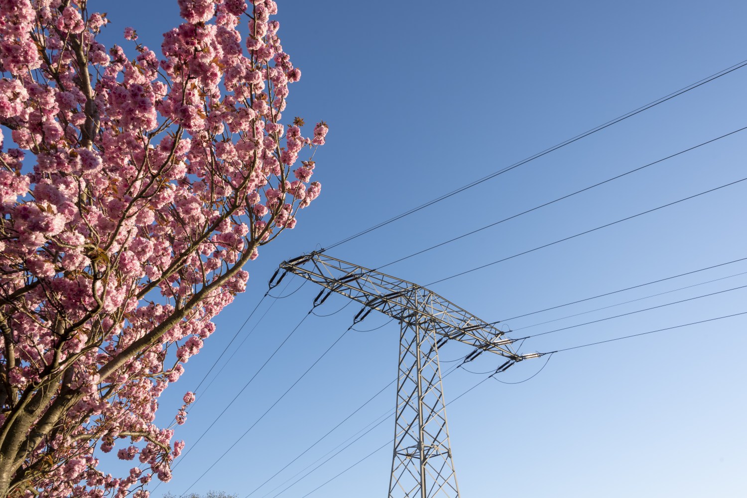 19 April 2020, Saxony-Anhalt, Magdeburg: A Japanese ornamental cherry blossoms on the Holzweg in Magdeburg. Next to it stands a large power pole. Photo: Stephan Schulz/dpa-Zentralbild/ZB