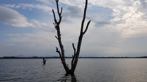 Landscape of dead trees due to rising water levels on Lake Naivasha in Kenya