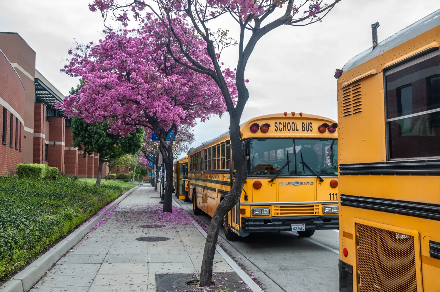 School buses waiting for students in front of Burbank High School. Burbank, California, USA - March 5, 2016.
