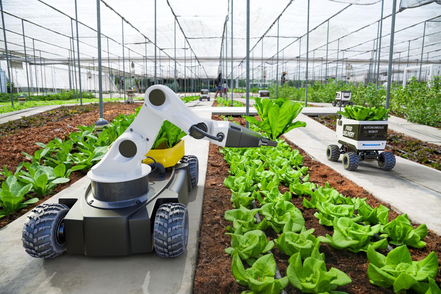 Robot harvesting greens