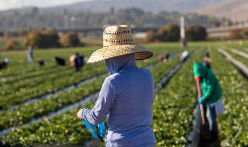 Close up of woman farm worker in large straw hat standing in strawberry field with other farms workers and rows of strawberry plants in background