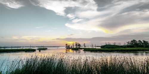 A colorful sunset of yellow, orange and blues in the Louisiana swamps along the Mississippi River with clouds in the blue sky and reeds in the foreground.