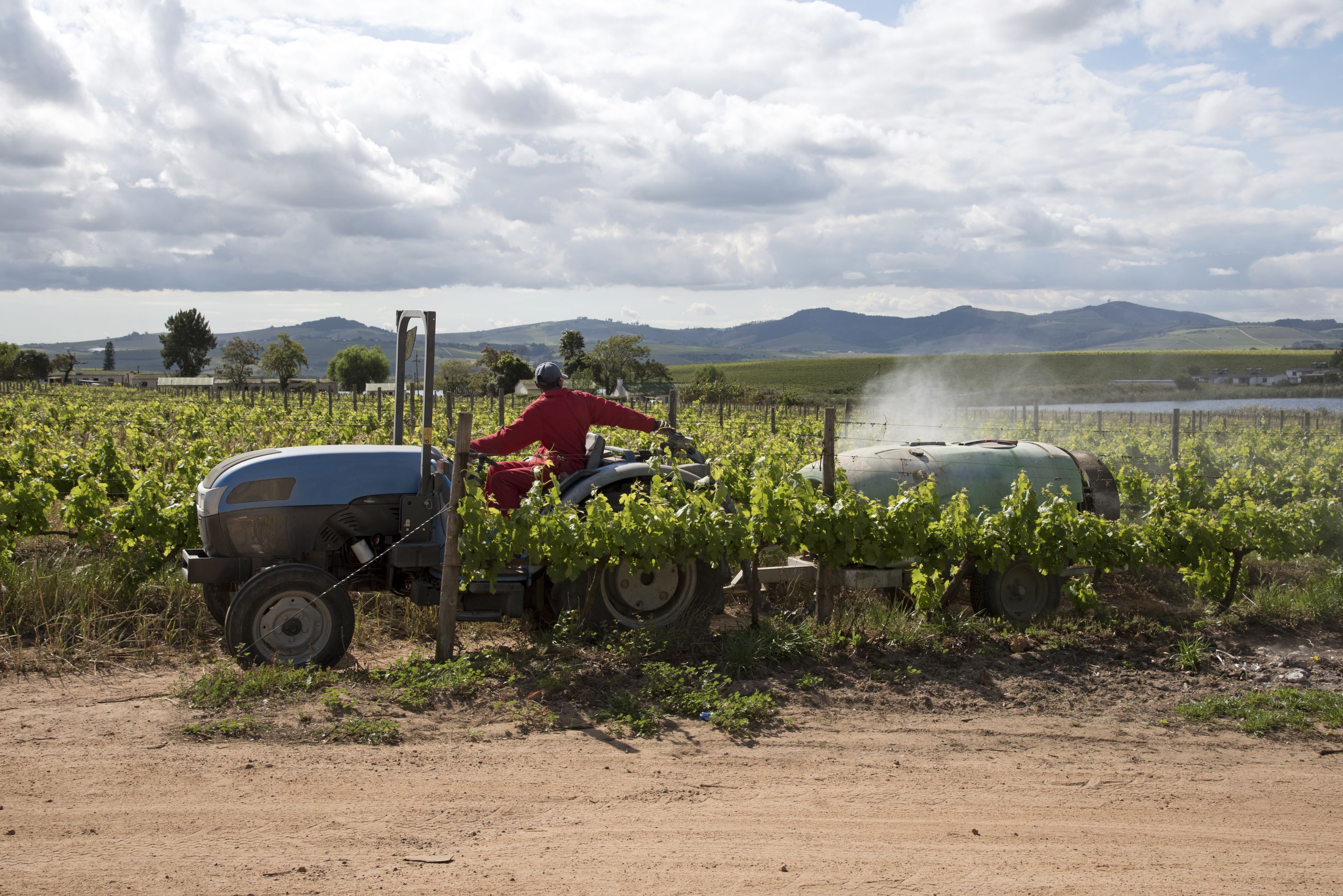 Spraying vines in the Stellenbosch region of South Africa