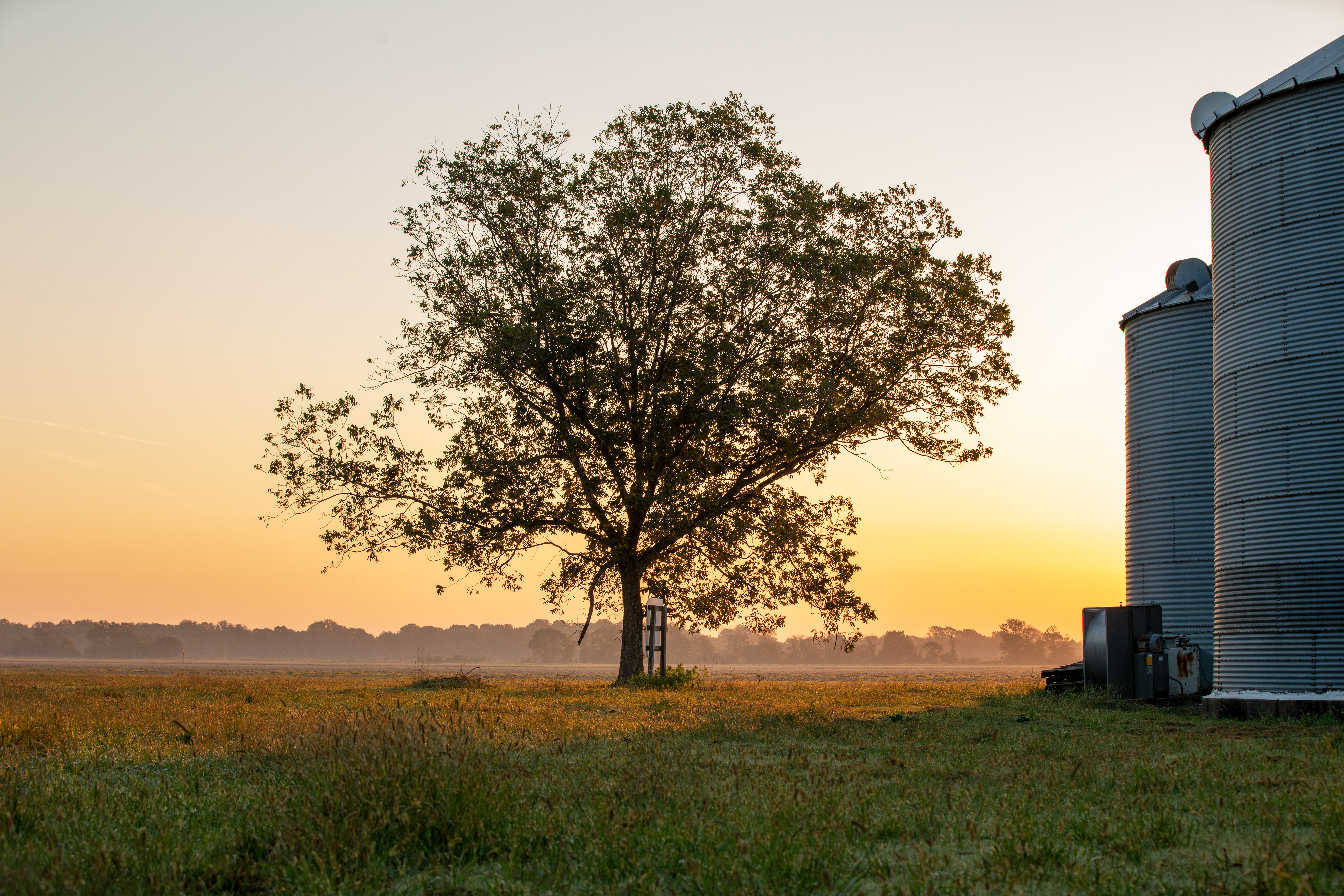 Tree in a country field (photo by Colin Cruickshank)