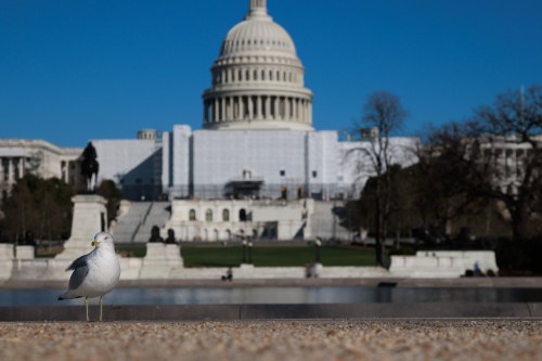 The U.S. Capitol is seen  beyond a seagull on February 23, 2023, as a heat wave brings record-setting high temperatures to the Washington, D.C. region. (Photo by Bryan Olin Dozier/NurPhoto)NO USE FRANCE