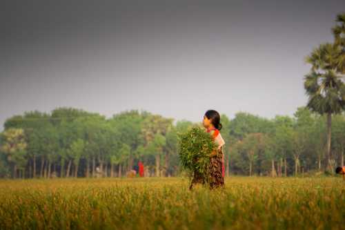 Young woman working in an agricultural field. Photo taken on March 23, 2022 from Puijor village. City: Pangsha, District: Rajbari, Bangladesh.
