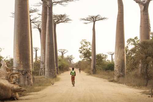 madagascar landscape