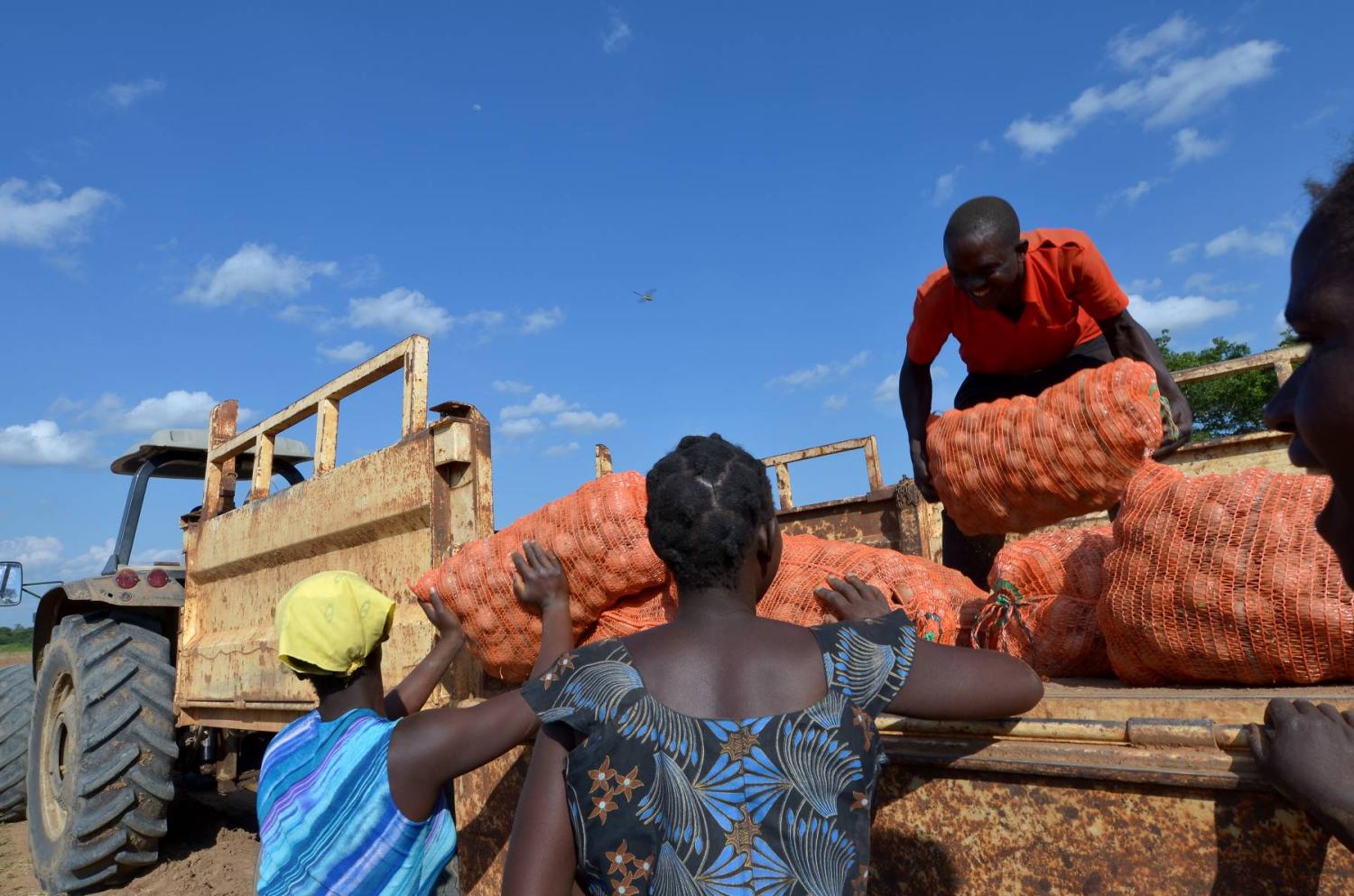 Farmers in Lusaka, Zambia, load a truck with potatoes for export. (Photo credit: africa924 / Shutterstock)