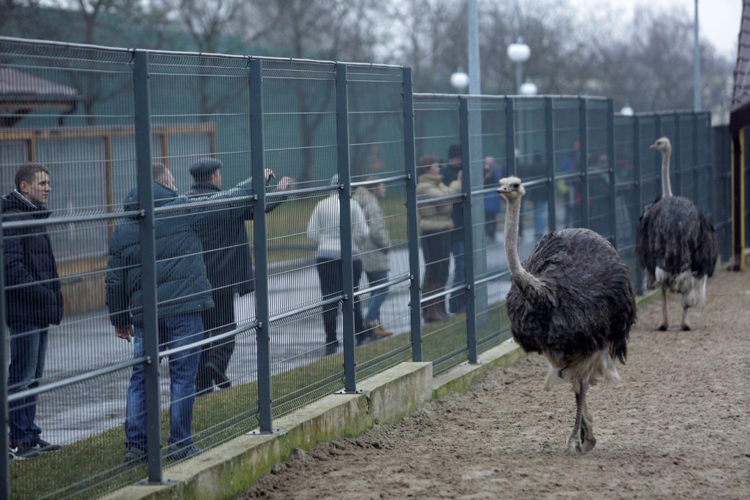 Anti-government protesters and journalists look at ostriches kept within an enclosure on the grounds of the Mezhyhirya residence of Ukraine's President Viktor Yanukovych in the village Novi Petrivtsi, outside Kyiv February 22, 2014.