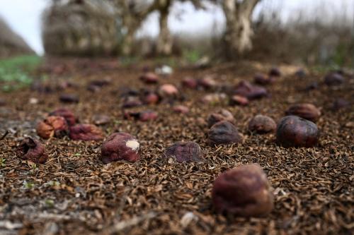 Pomegranates lie on the ground rotting.