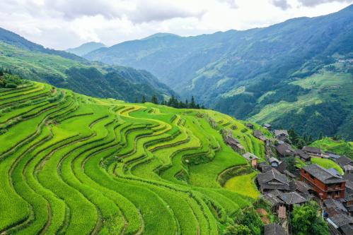 Jiapang Rice Terraces