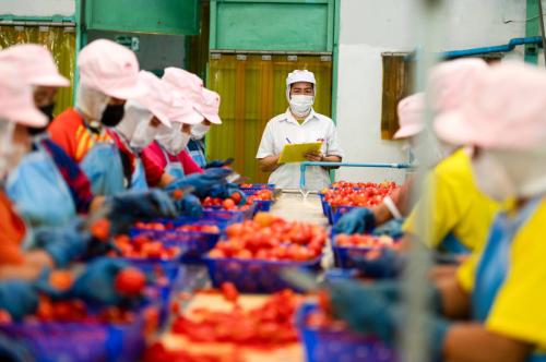 Workers in protective gear process tomatoes in a factory