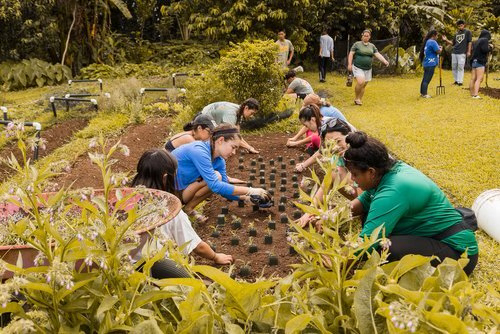 Malama ʻāina (meaning "caring for and honoring the land") in the garden at Hoʻoulu ʻĀina as community work together to grow food for Kalihi kūpuna (elders). Through engaging in indigenous Hawaiian food cultivation practices, Kalihi residents are reminded of the link between the well-being of the land and the well-being of the community. Credit: Kaʻōhua Lucas