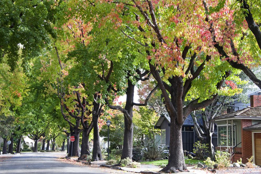 Tall Liquid ambar, commonly called sweetgum tree, or American Sweet gum tree, lining an older neighborhood in Northern California