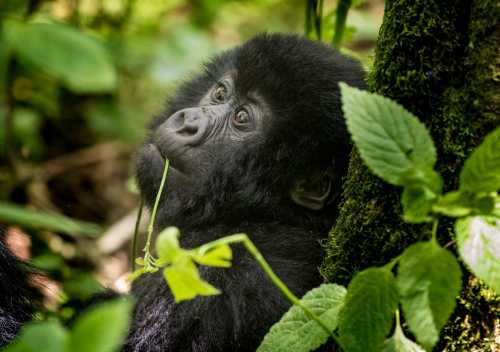 Close-up view of a baby gorilla with leaves hanging out of its mouth