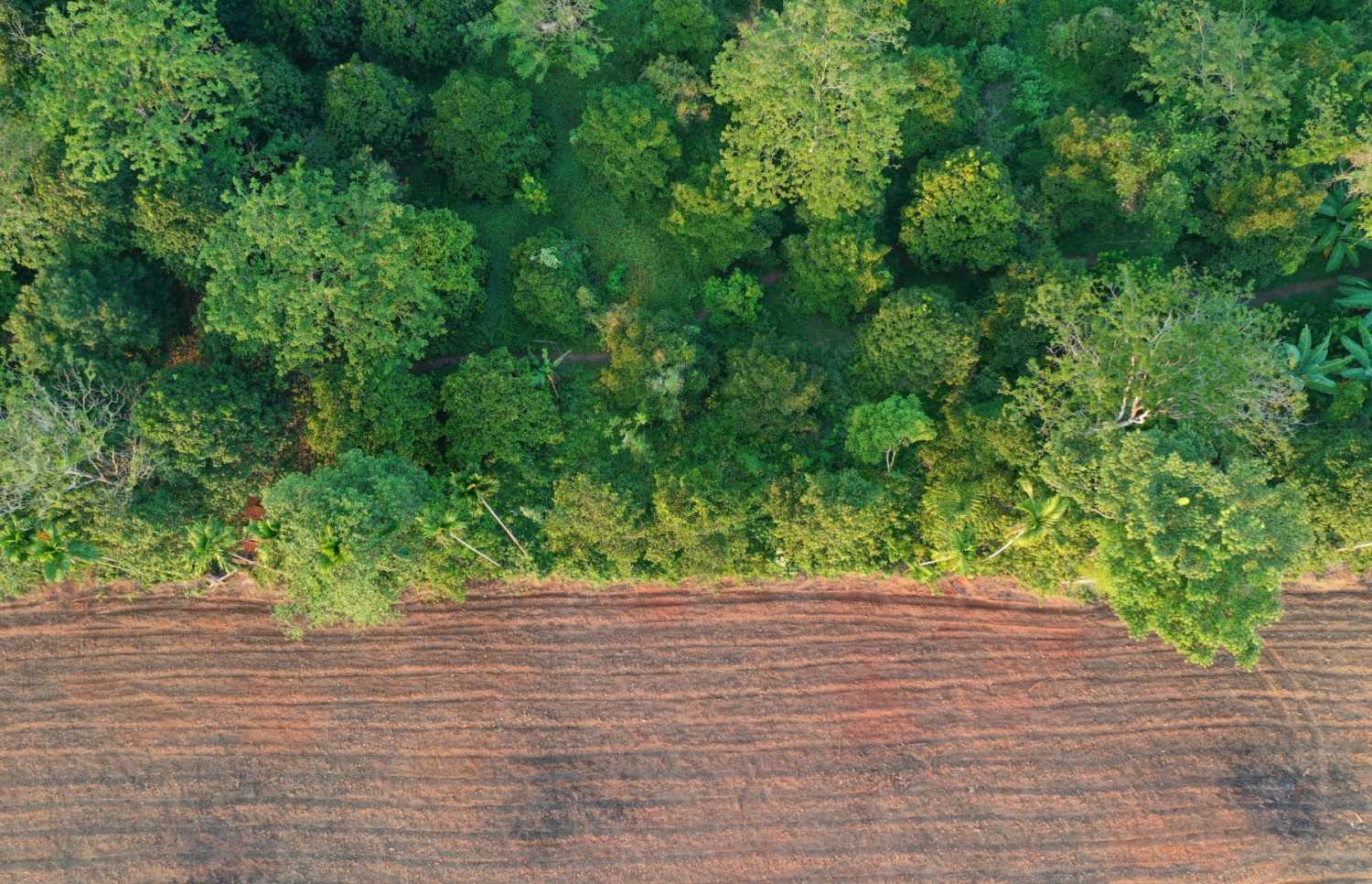 Deforestation. Edge of rainforest destroyed for palm oil plantations in Southeast Asia