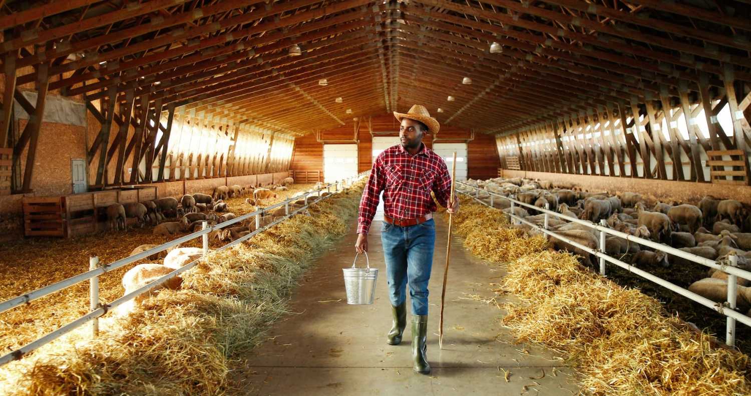 Young African American farmer walking in stable with flock of sheep and carrying bucket full of water.