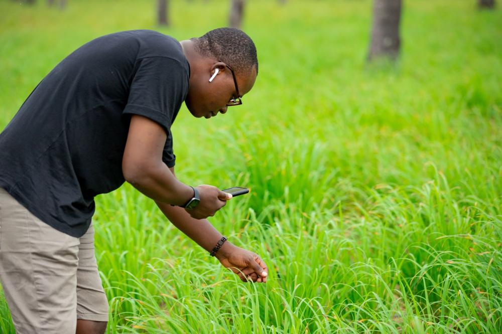 A man bends over to examine his crops while holding a cell phone