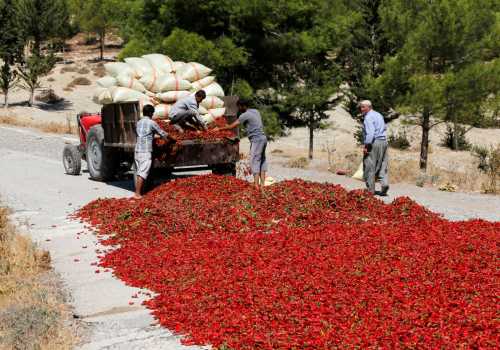 Farmers lay out hot peppers on a road to dry under the sun in Kilis province September 12, 2013. Farmers sell their peppers to factories producing pepper products after drying them under the sun for a week.